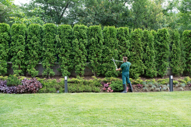 Trusted Steelton, PA Tree Removal and Landscaping Services Experts